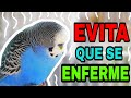 CÓMO EVITAR QUE UN PERIQUITO SE ENFERME EN 5 PASOS