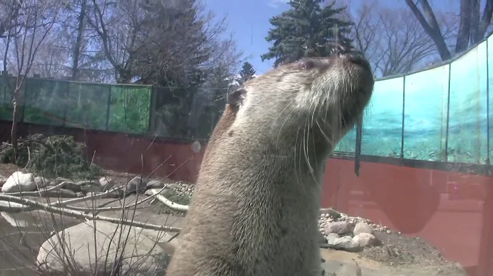 Bryer the Otter