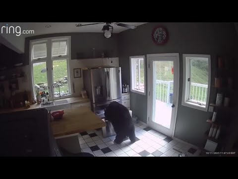 Bear heads right to the freezer of a Barkhamsted home, steals frozen lasagna