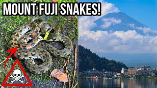 Looking for Snakes at Mount Fuji! Stunning Tiger Keelback, Giant Toad, and More!