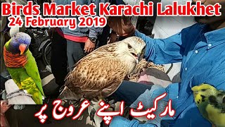 parrots price in Pakistan Birds Market Lalokhet Karachi 2020