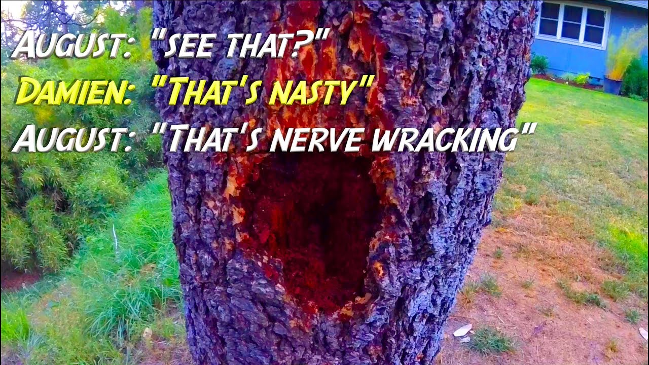 Felling Sketchy Dead Tree Beside Home - YouTube