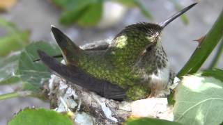 Allens Hummingbird and chick 3-8-14 (12 sample clips in 720p) V14577