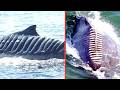 Terrifying Sea Creatures Filmed Beneath the Surface