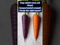 Wortel asli itu ungu tqpi berubah jadi orange #science #vegetables #faktaunik #didyouknow #knowledge