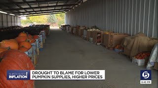 Utah's summer drought causes pumpkin shortage