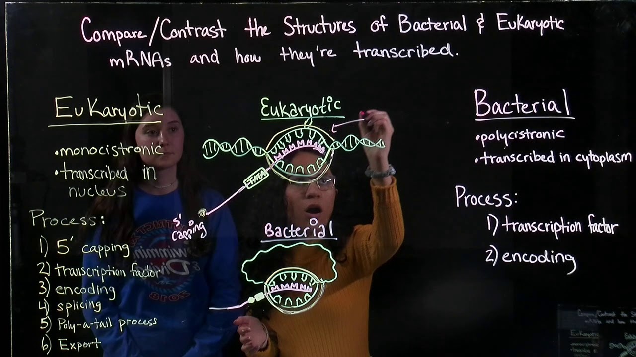 Comparing mRNA Transcription Processes of Eukaryotes and Bacteria (BIOS ...