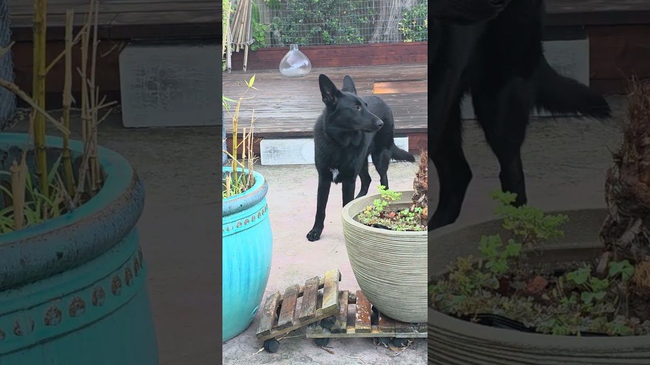 260315 Momo Backyard with Papa - YouTube