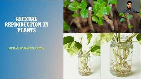 Artificial Vegetative Propagation