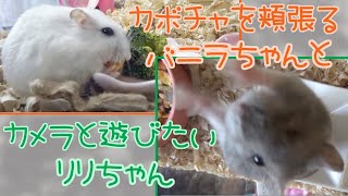 ジャンガリアンハムスター