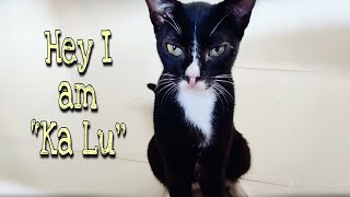 Meet my cat 'Ka Lu' || Cute cat || Nitin Nutun by Nitin Nutun 127 views 2 years ago 3 minutes, 22 seconds