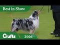Australian Shepherd Wins Best In Show at Crufts 2006 | Crufts Dog Show