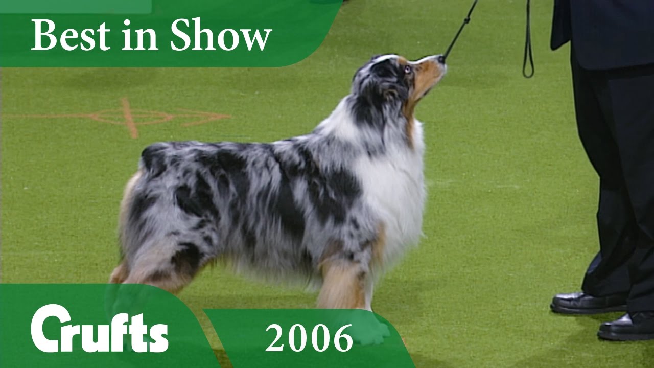 Australian Shepherd Wins Best In Show 