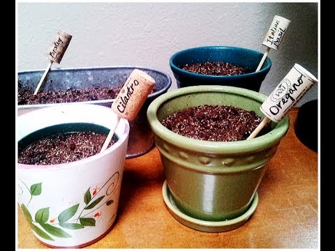 How to Grow Herbs in Containers Indoors Cilantro, Basil, Oregano & Parsley