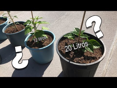 Video: Gráfico de espacio entre plantas: cuánto espacio hay entre cada planta en su huerto