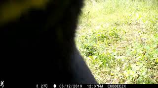 Black Bear Destroys Trail Camera by cubbeezx 1,215 views 1 year ago 32 seconds