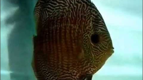 Cá Dĩa Quốc Tế Đẹp  Class10 3rd - Thiên Đường Cá Cảnh