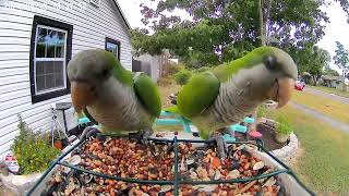 Quaker (Monk) Parrots #birdwatching