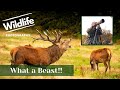 UK RED DEER || UK WILDLIFE and NATURE Photography