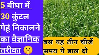 गेहूं में अधिकतम पैदावार लेने का तरीका ।gehu ki unnat kheti / gehun ki vaigyanik kheti kaise kare