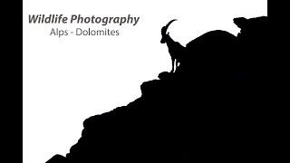 Wildlife photography in the alps - dolomites