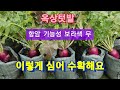 옥상 자색무 재배 수확/항암 무 재배/김장무재배/무우재배/기능성 무 포대재배/보라킹 무 재배/
