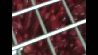 Transfert Fruits Rouges