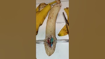 Thumbnail of lab banana is not well.