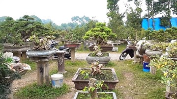 Đang cần tiền bán gấp những cây đẳng cấp. selling beautiful bonsai trees