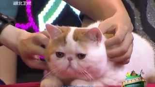 Кот Снупи на шоу/Cat Snoopy Show :) Кот Снупи на шоу/Cat Snoopy Show :)