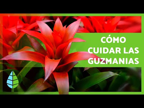 Video: Belleza Guzmania: cómo cuidar