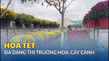 Đa dạng thị trường hoa, cây cảnh phục vụ tết Nguyên đán | THLC