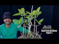 How to Make Banyan Tree Bonsai? Banyan Bonsai | Best Bonsai for Beginners|banyan root pruning,Part 1