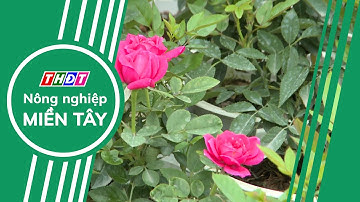 Làng hoa Sa Đéc nhộn nhịp chuẩn bị mùa hoa Tết | Nông nghiệp Miền Tây