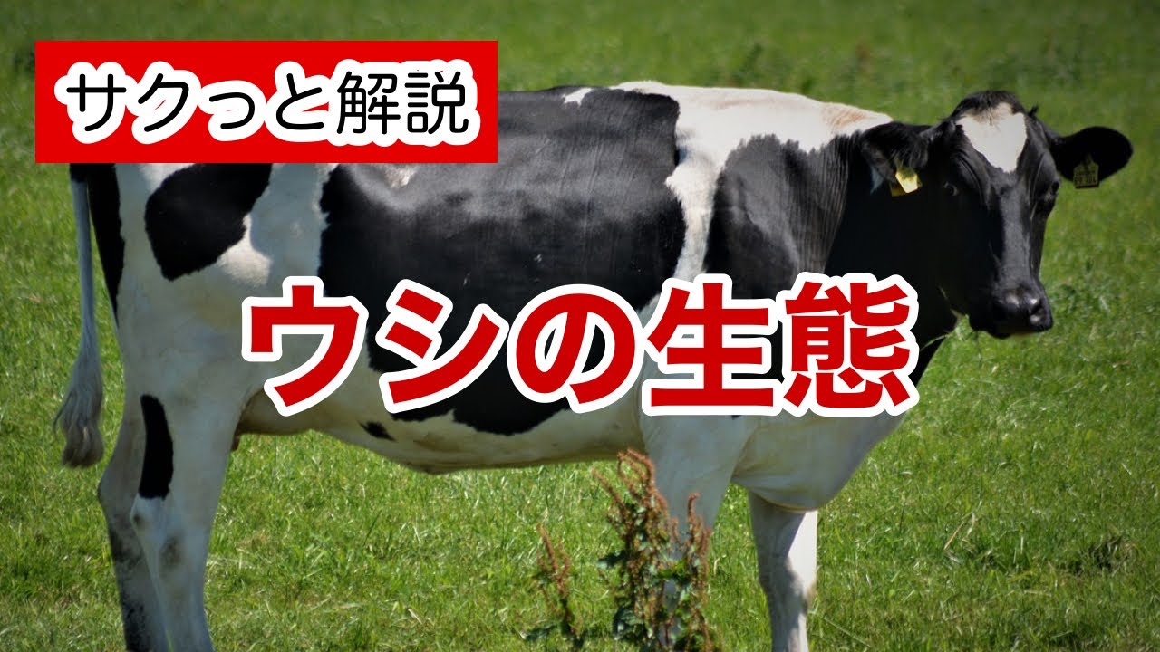 ウシの生態【サクっと解説】 - YouTube