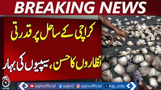 Colorful Shells Blanket Karachi Beach, A Natural Wonder &ndash; Pakistan News