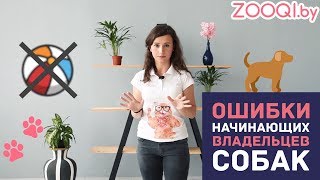 ZOOQI SHOW: ОШИБКИ НАЧИНАЮЩИХ СОБАКОВОДОВ ZOOQI SHOW: ОШИБКИ НАЧИНАЮЩИХ СОБАКОВОДОВ