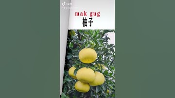 Tiếng Tày Nùng maxpang#shorts #china