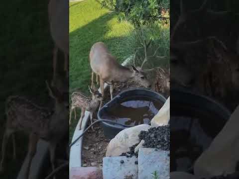 Giant mule deer with fawns! #viral #deer #muledeer #bucks #wildlife #fawn