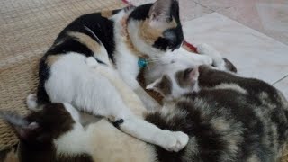 น้องแมวหางกวักแม่ๆช่วยกันเลี้ยงลูกแมวนำโชค