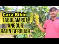 CARA MEMBUAHKAN ANGGUR DALAM POT || Lengkap Step by Step