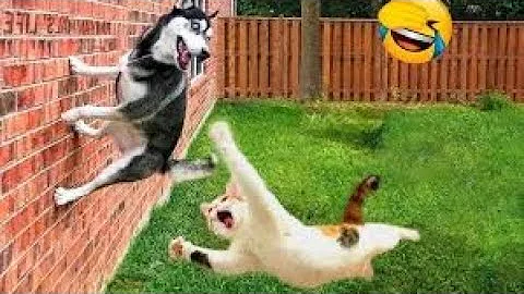 Video 10226381: cat dog cartoon funny, laugh pets