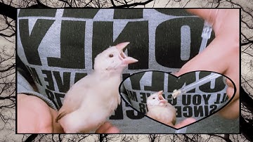HOW TO FEED JAVA FINCH AND JAVA SPARROW  FACTS /文鳥