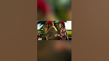 Capybara và bà đi ăn đám cưới bị chó dí #hieuclipfunny #hieuclip #funny #capybara #haihuoc