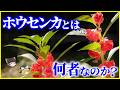 【ゆっくり解説】実は外来種!?弾ける生存戦略…「ホウセンカ」とは何者なのか?を解説/沖縄の「てぃんさぐぬ花」と鳳仙花