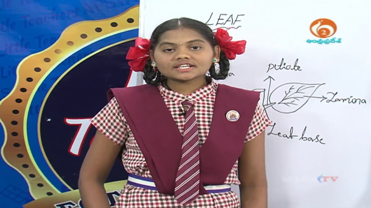 education film APTWREIS | MANATV | junior inter | Botany | structure of leaf | 18-11-2017