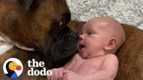 Baby Takes His First Steps Straight To His Dog | The Dodo - DayDayNews