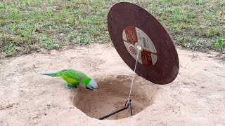 How To Install Parrot Trap - Easy Bird Traps