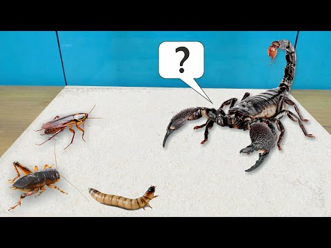 На кого нападет скорпион? Сверчка, таракана или зофобаса?
