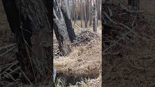Плотина и хатка бобра